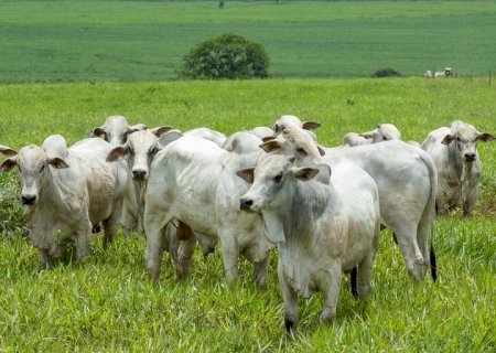 Boi gordo atinge até R$ 325 em SP com demanda firme e baixa oferta a pasto