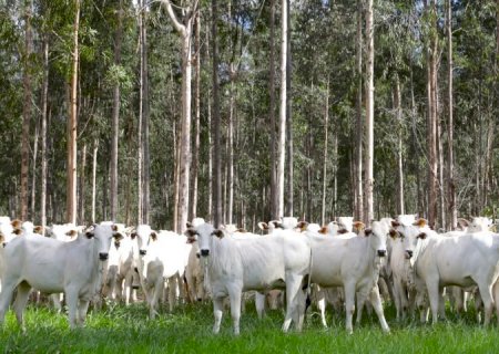Com área livre de aftosa, trânsito de bovinos de MS para todo o território nacional está liberado