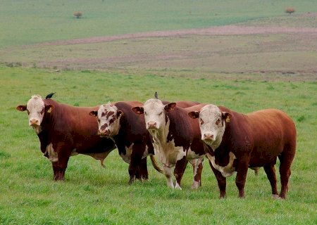 Carne bovina: preços seguem firmes frente à baixa oferta