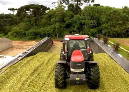 Silagem ensacada de milho: usar inoculante é investimento certo para pecuaristas
