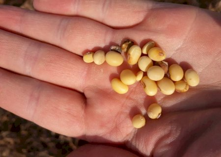 À espera pelos números do USDA, vendas de soja no Brasil atingem quase 79%