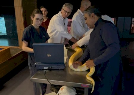 Serpente do Bioparque Pantanal passa por exame de rotina que reforça cuidado com bem-estar animal