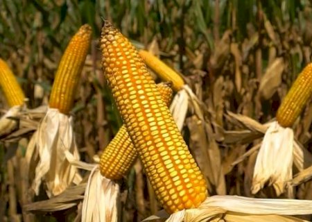 Pesquisa usa nanotecnologia para elevar eficiência de herbicida no cultivo de milho