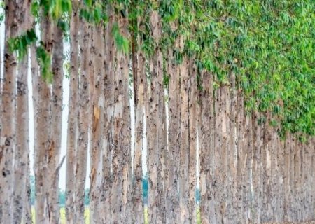 Valor de produção florestal cresceu e bateu recorde em 2024