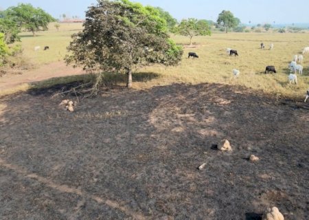 Queimadas no Cerrado ameaçam produção agropecuária