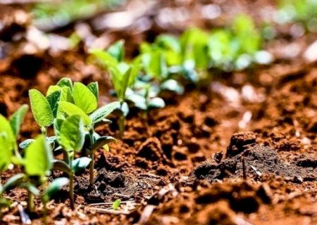 Brasil tem vantagens consolidadas para fortalecer agricultura regenerativa