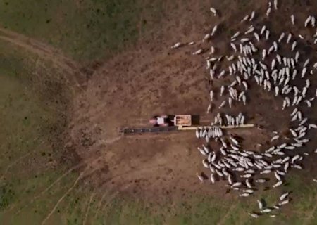 Terminação na seca: como engordar o gado em pasto diferido e garantir rentabilidade