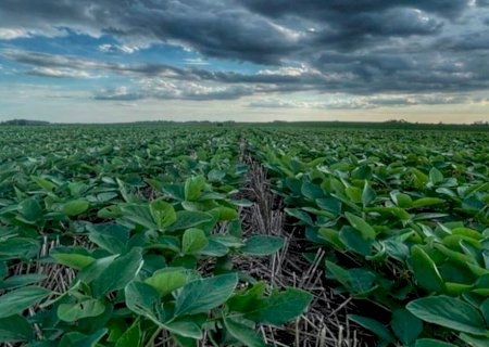 Irregularidade das chuvas e calor acima da média desafiam início da safra de soja 2025/26