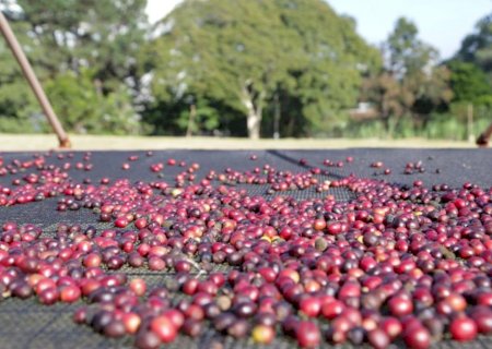 Mercado de café fecha novembro em ajuste após retirada das tarifas dos EUA