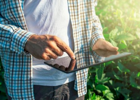 Embrapa lança curso gratuito para identificar pragas e doenças na bananeira