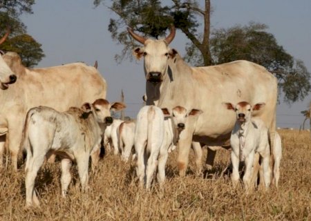 Preços da reposição e da vaca apresentam altas consistentes