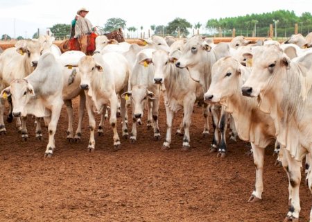 Retrospectiva: Avanços sanitários, novos programas e articulação política marcam o agro de Mato Grosso do Sul em 2025