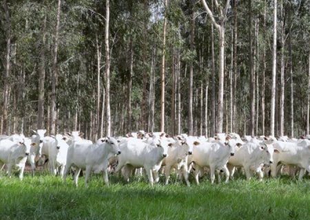 MS conduz recuperação de pastagens e se consolida como referência nacional em agropecuária sustentável