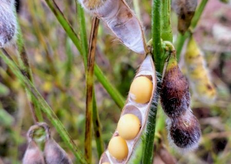 Colheita da soja avança em Mato Grosso do Sul e já alcança 27,7% da área acompanhada