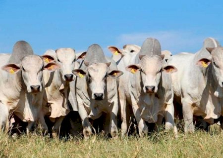 Exportações de carne bovina disparam em 2026 e reduzem impacto da cota da China