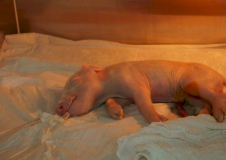 Brasileiros clonam 1º porco em projeto para transplante de órgãos suínos em humanos