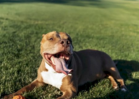 Mulher perde a vida após ataque de cachorro que criava há dois anos