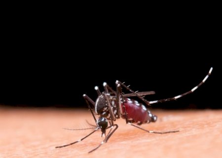 Boletim Epidemiológico: MS registra 2.639 casos confirmados de chikungunya