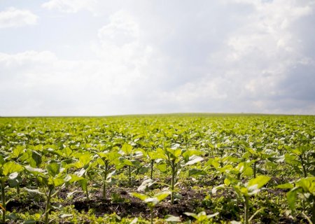 Outono traz desafios no Cerrado, mas também abre espaço para boas estratégias no campo