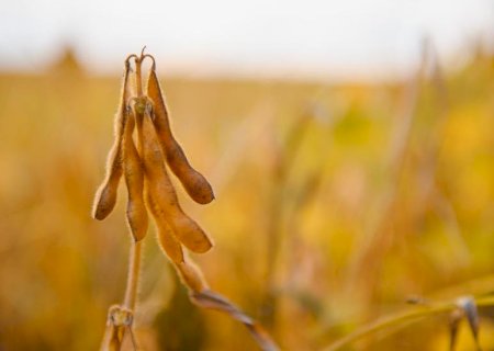 Biodiesel pode elevar demanda por soja em até 72% em Mato Grosso do Sul