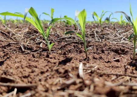 Clima exige monitoramento das lavouras de milho no próximo trimestre em Mato Grosso do Sul