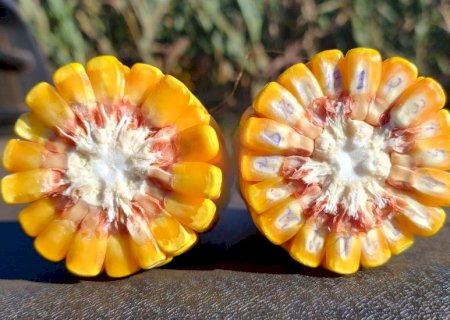 Exportações de grãos refletem cenário de oferta elevada e ajustes na demanda