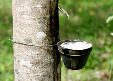 Produtores contam com nova operação de apoio ao escoamento de borracha da safra 2025/26