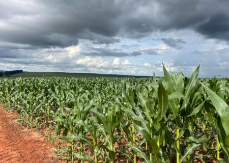 Milho segunda safra mantém bom potencial produtivo em Mato Grosso do Sul