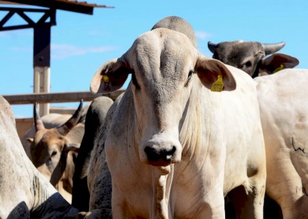Preço do boi gordo registra leve alta neste final de maio