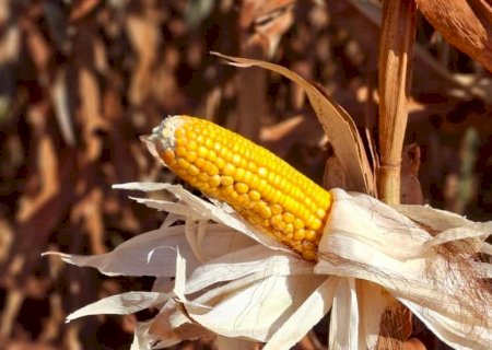 Colheita do milho registra atraso e alcança apenas 0,1% da área cultivada em Mato Grosso do Sul
