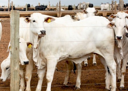 Arroba reage em 9 estados e mercado do boi gordo dá sinais de retomada na entressafra