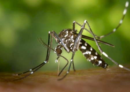 Alerta: combate ao mosquito da dengue começa dentro de casa