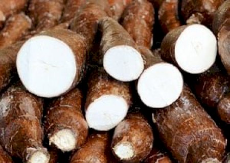 Mandioca se valoriza com oferta restrita e disputa da indústria pela matéria-prima