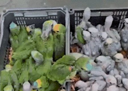 Operação reforça fiscalização contra captura e tráfico de aves em MS