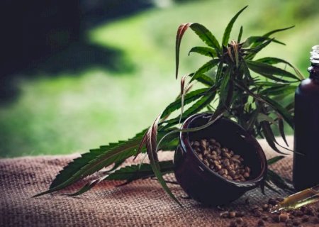 Para associações, normas ainda deixam pontos em aberto sobre cannabis (Maconha)