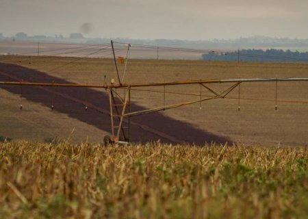 Colheita do milho 2ª safra chega a 94,9% da área acompanhada em Mato Grosso do Sul