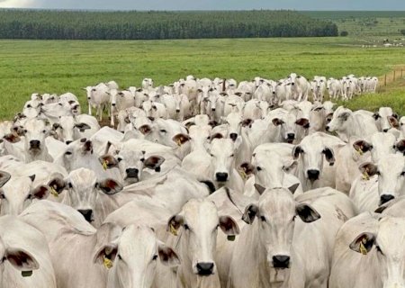 Mesmo com queda nos rebanhos, pecuária de MS bate recorde de R$ 1,8 bilhão